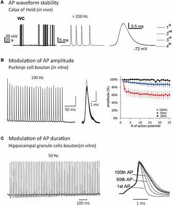 Past and Future of Analog-Digital Modulation of Synaptic Transmission